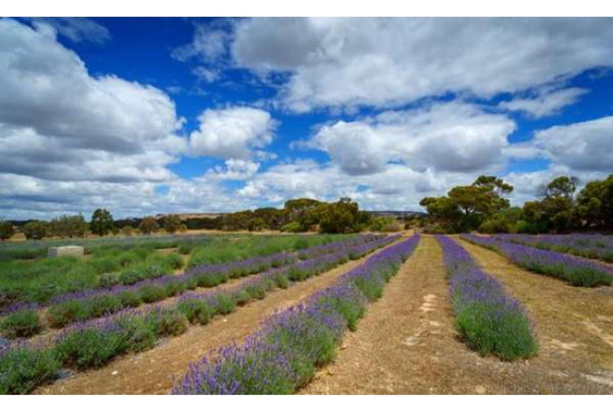 Discovery Parks - Kangaroo Island Villa Flinders Chase ภายนอก รูปภาพ