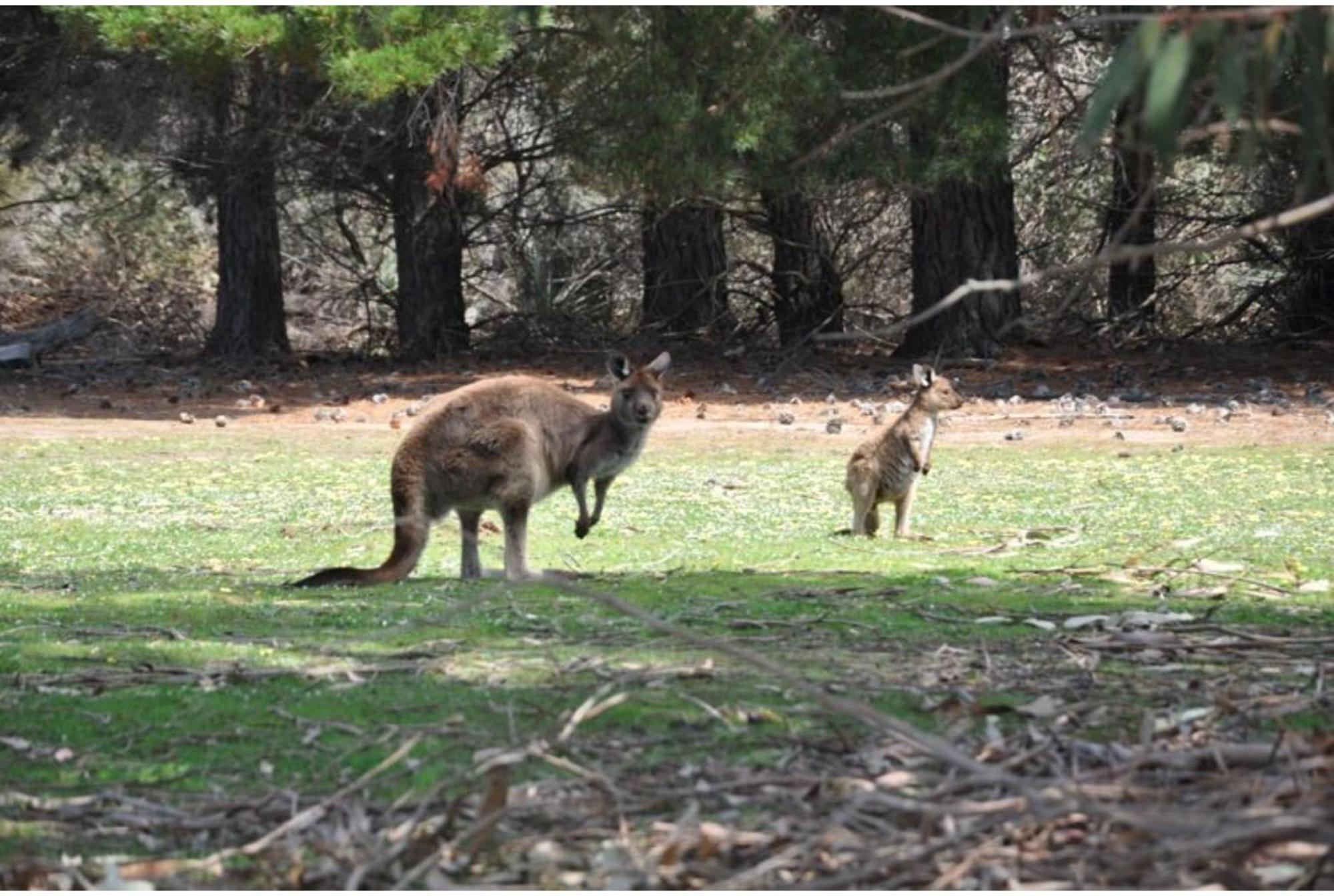 Discovery Parks - Kangaroo Island Villa Flinders Chase ภายนอก รูปภาพ